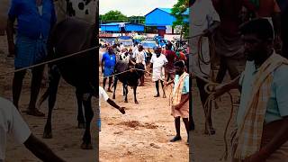 மணப்பாறை சந்தையில் காட்டுக்கடங்காத மூன்று ஜல்லிக்கட்டு காளைகள் #jallikattu #jallikattukalai #cow