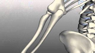 Radius and Ulna - Anatomy Tutorial