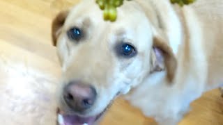 Buckley Vs Broccoli: Yellow Lab Life