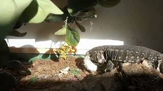 Tegu Feeding (Cookie Monster)