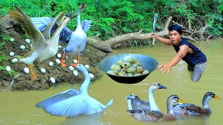 In river full of goose with duck | eggs cooked Inside the pot & eat carrots -Eating delicious