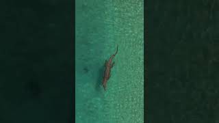 EPIC Saltwater Crocodile in Crystal Clean Water 🐊