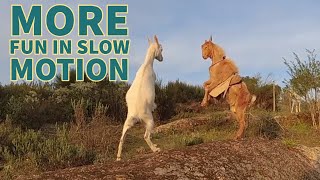 Farm animals in slow motion