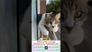 😻Cute Cat Moves |Quiz Time! 🐱 | #quiz #quiztime #cat