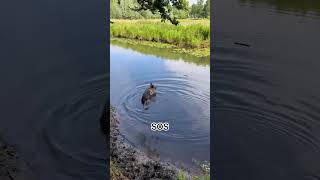 Shepherd Swim ...#dogs #puppies  #cute #germanshepherd #funny #shortvideo #shorts #shortsfeed #short