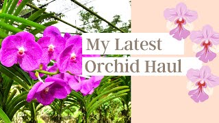 I Bought More Orchids! | A Mini Vanda Haul for November