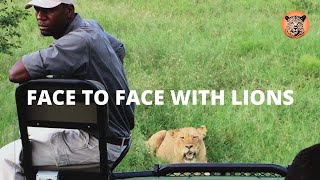 Face to Face with Lions | Humans & Warthog