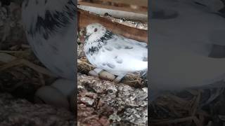 Under this pigeon, a hen's egg has also been placed among its eggs.#youtubeshorts #animals #video