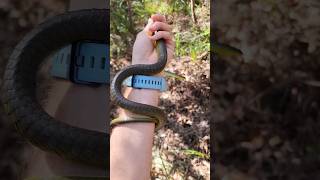 This Snake has BEAUTIFUL colours!