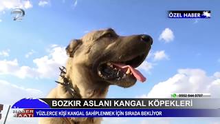 ANADOLU ASLANI SİVAS KANGALI  - KANAL 7 HABER SAATİ