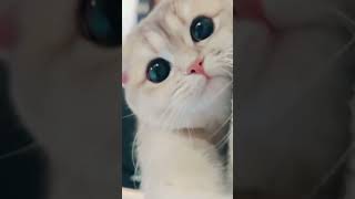 funny cat#best# funny animals#short vido#@bestshorts188