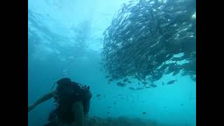 School of jacks at Marine Sanctuary