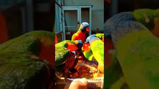 Colourful Parrots love Fruits😍 #shorts