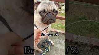 My Angel😇 Zuzu🥰.#zuzu #pug #doglove #funnyvideos #pugobsession #funnypugpuppy #cutedogvideos#mylove