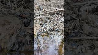 Beaver building dams with rice!