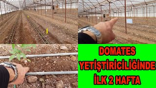 DOMATES YETİŞTİRİCİLİĞİNDE İLK 2 HAFTADA YAPILMASI GEREKENLER. (83)