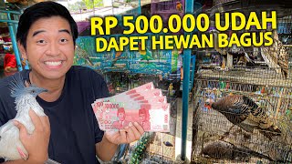 CUMAN RP 500.000 UDAH DAPET BURUNG SECANTIK INI! GREBEK ABADI BIRD DAN SEMUA HARGA HEWAN DISINI!