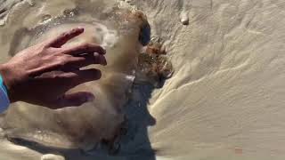 Several dead jellyfish onshore on 30E Cape San Blas, FL.