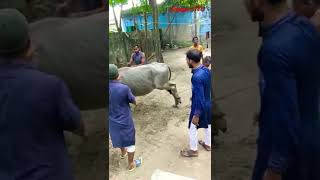 কোরবানির মহিশ কিভাবে জবায় করে।।#shortsvideo #shorts