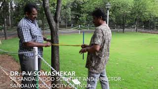 How to measure heart wood in a grown up sandalwood tree