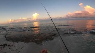 Baby Fish: Taking it easy & learning to cast net and fly fish (gag grouper, pompano)