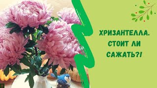 🏵Хризантелла. Стоит ли сажать?!