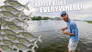 SNAPPER Bluefish are BACK and in HUGE NUMBERS! - Long Island Saltwater Summer Fishing