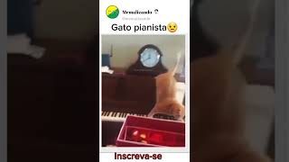 GATO PIANISTA😮 #humor #memes #shortvideo #shorts #pets