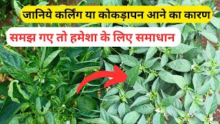 Mirch Me LeafCurl Virus aur Kokdapan Ka Karan Aur Upay | Tips for Healthy Chillies #farming