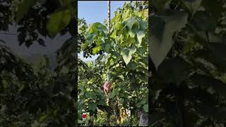 @pranav_bajaj Betel Nut Tree (सुपारी  का पेड़) Live.. 🔥🔥 जबरदस्त 🌴🌴