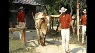 BEVO INTRO MOVIE - "I got my game on"