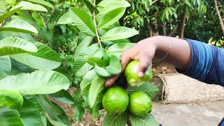 இது வேற லெவல் Fresh Spicy Guava | Chilly Salt combination |