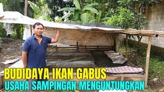 Sukses Pembenihan Ikan Gabus Sebagai Usaha Sampingan Yang Menguntungkan