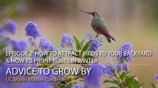 Advice to Grow By Episode 2: How to Attract Birds to your Backyard & Winter Rose Pruning