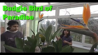 🆅🆁 Budgies Flying Around Flowering Real Bird of Paradise Plant in VR 180 3D  - Parakeets Care Fun UK