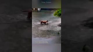 Mother dog saves puppy from flooded water #shorts