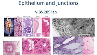 Medical School Histology Basics - Epithelia and Junctions (shortened)