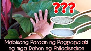 Huge Philodendron Leaves/Philodendron Care Tips