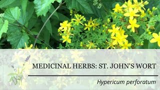 St. Johns Wort