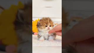 Cuteness alarm🚨 Vidz20 #funnycats #funnyanimals  #cats #kitten cute cats 2024 funny cats 2024