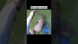 Tapah terbesar penghuni sungai | mancing mania