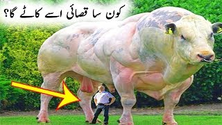 Dunya K Sab Se BaDay Bel - Worlds Bigest Bull - Largest Bull Of The Year