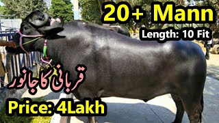 🔥Loot Lo Mela|| Pure Nili Buffalo🆓 || Qurbani 2021|| Eid ul Adha 2021 || Sheikhupora Mandi 2021