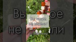 Вы такое точно не видели! Арт 242710302 #wildberries #обзор #wb