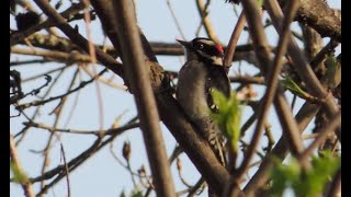 Birding at Washington Park Arboretum, March 15, 2024