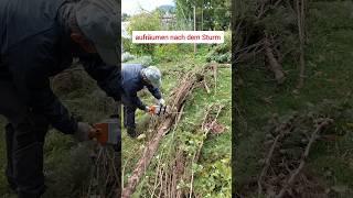 Sturm: Zypresse crasht meine Tomaten