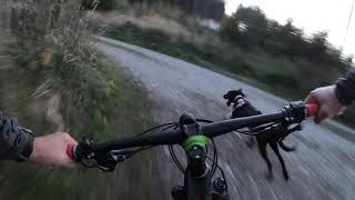 Rhodesian Ridgeback Labrador Mix / Bikejöring Hunderunde mit dem Mountainbike