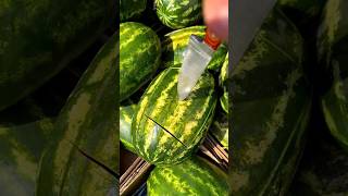 Harvesting Big Watermelon 🍉🍉🤤#harvesting #watermelon #viral #shorts #ytshorts