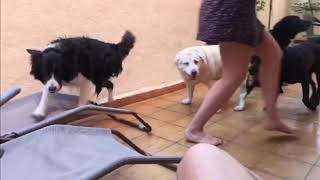 Border Collie Moss Vs Labradores!