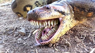 Anaconda uses Bizarre TEETH FOR CHEWING--Catches Chicken